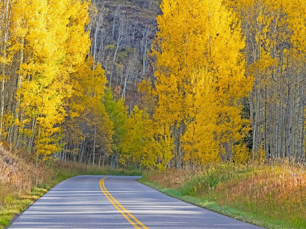 Colorado-Aspen-curved roadway near township of Aspen in fall colors